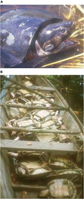 Temporal and Spatial Stability on the Population Structure of Consumed and Illegally Traded Big-Headed Amazon River Turtle in the Negro River Basin, Central Amazon, Brazil